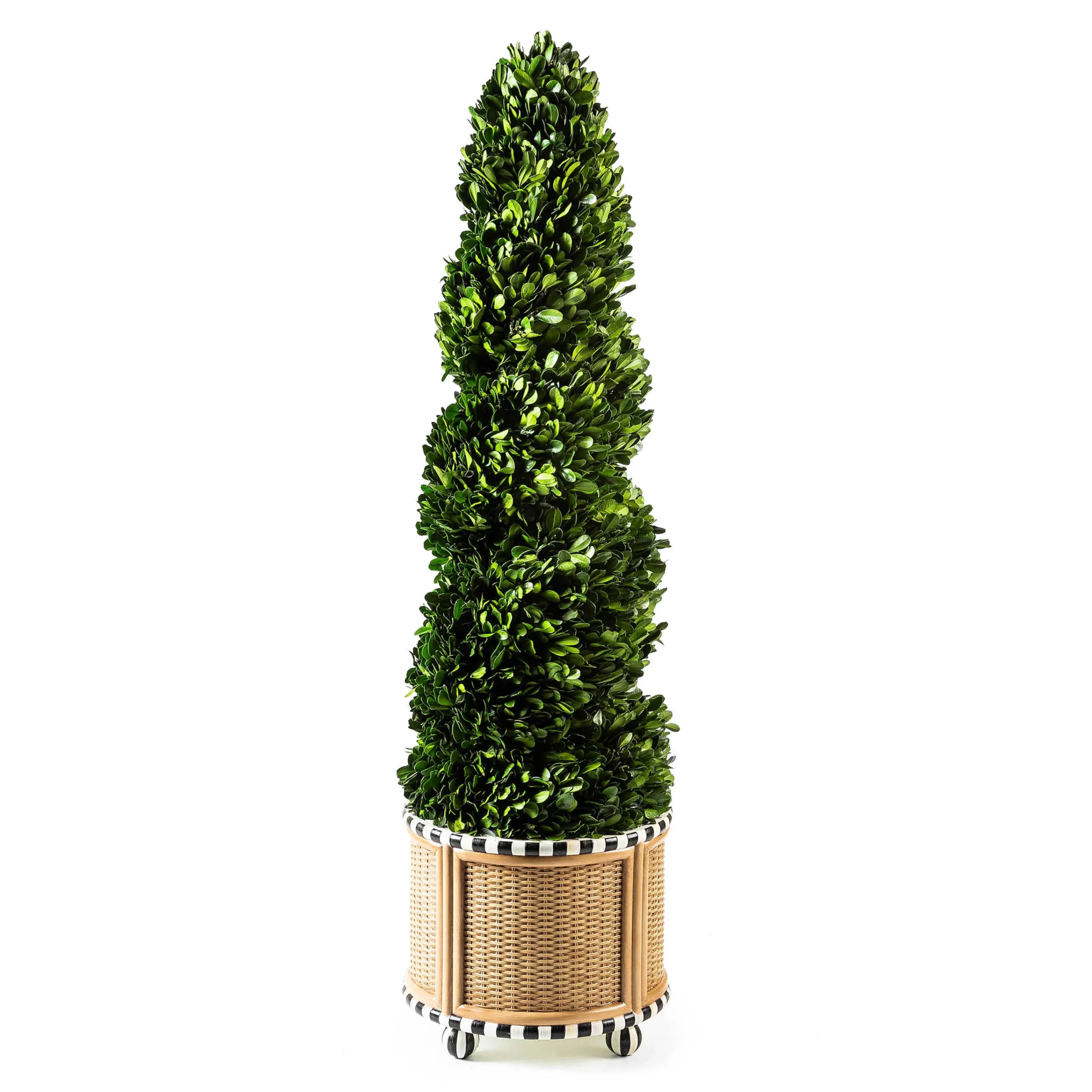 MacKenzie-Childs Spring|Greenery & Florals<Basket Weave Spiral Medium Boxwood Topiary