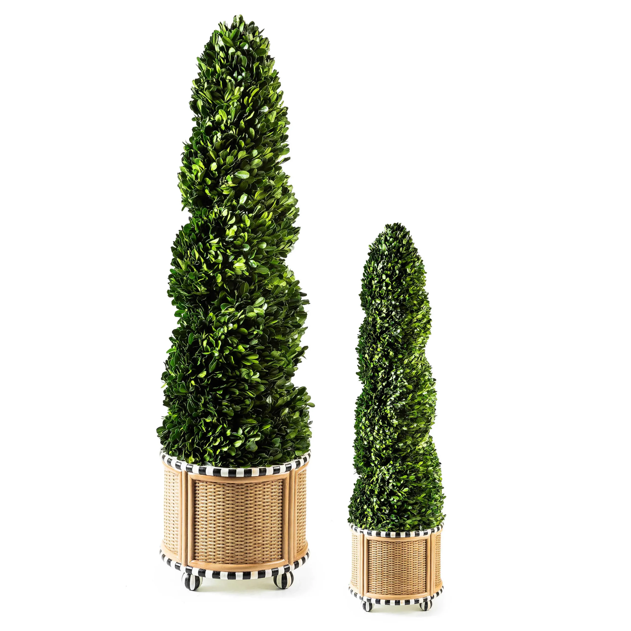 MacKenzie-Childs Spring|Greenery & Florals<Basket Weave Spiral Medium Boxwood Topiary